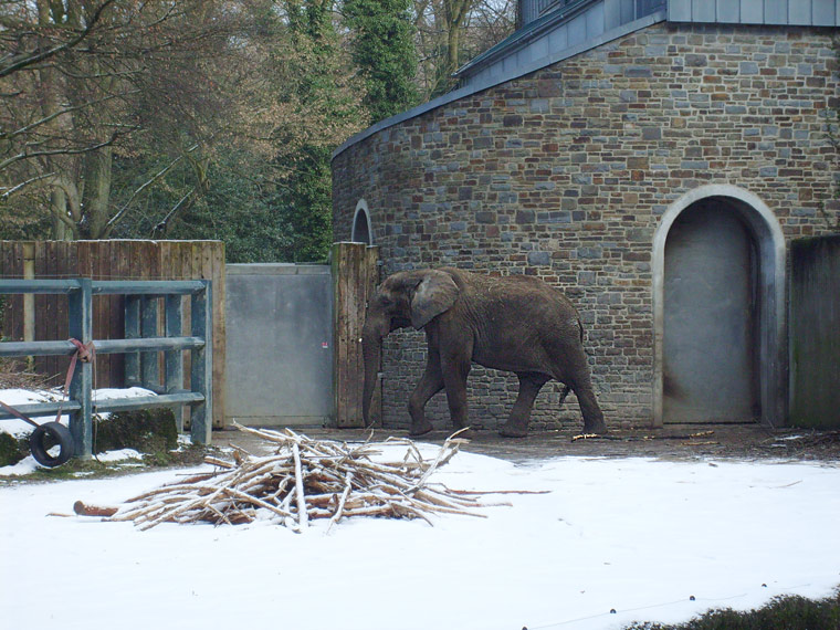 Afrikanischer Elefant im Zoo Wuppertal im Februar 2009