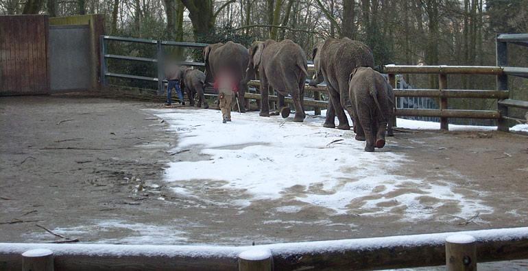 Afrikanische Elefanten im Wuppertaler Zoo im Februar 2009