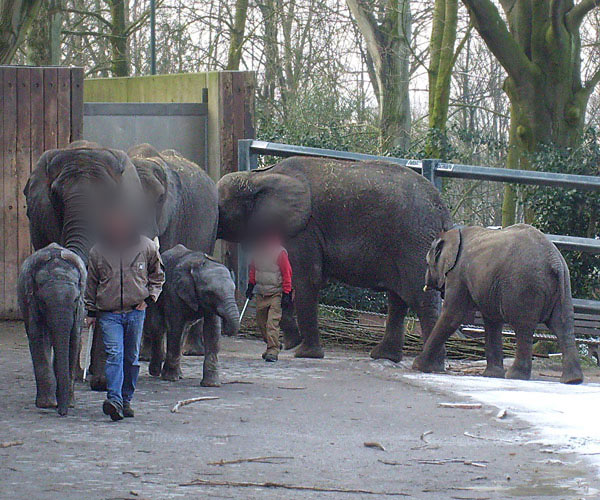 Afrikanische Elefanten im Wuppertaler Zoo im Februar 2009