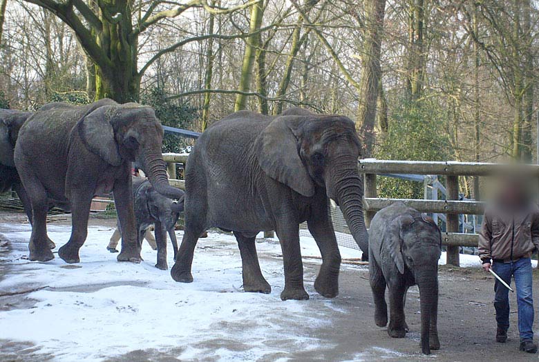 Afrikanische Elefanten im Zoologischen Garten Wuppertal im Februar 2009