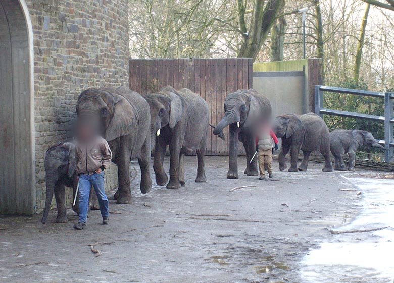 Afrikanische Elefanten im Zoologischen Garten Wuppertal im Februar 2009