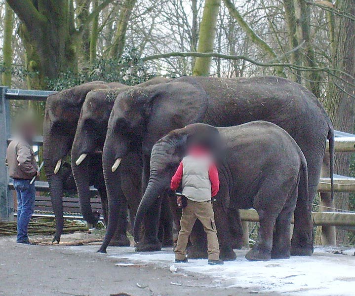 Afrikanische Elefanten im Zoo Wuppertal im Februar 2009