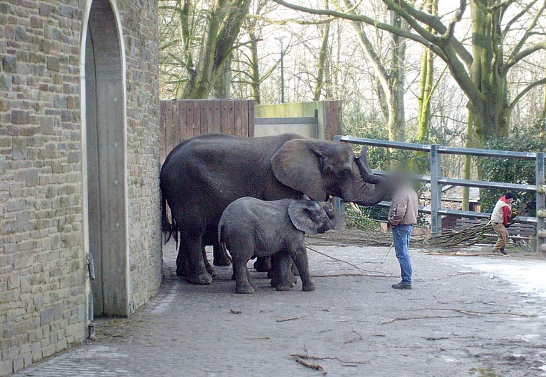 Afrikanische Elefanten im Zoo Wuppertal im Februar 2009