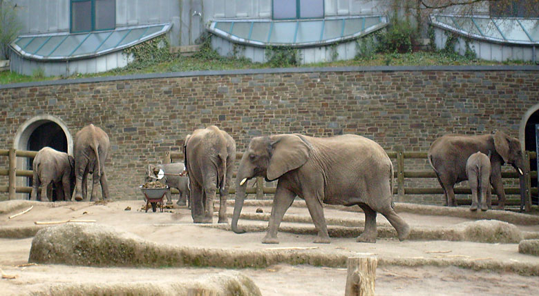 Gehegereinigung bei den Afrikanischen Elefanten im Zoo Wuppertal im April 2008