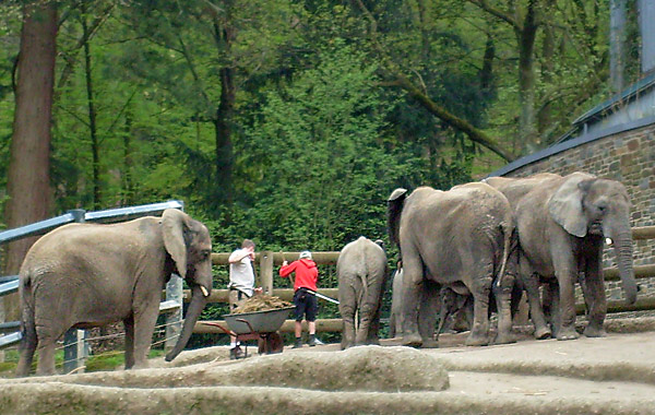 Gehegereinigung bei den Afrikanischen Elefanten im Wuppertaler Zoo im April 2008