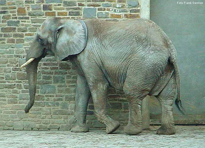 Afrikanischer Elefant im Zoologischen Garten Wuppertal im Dezember 2003 (Foto Frank Gennes)