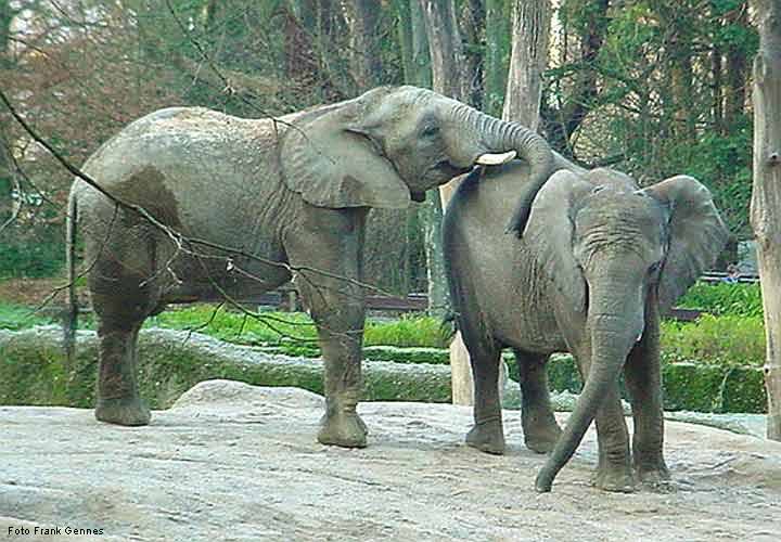 Afrikanische Elefanten im Zoo Wuppertal im Dezember 2003 (Foto Frank Gennes)