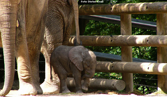 Das Elefanten-Baby "Tika" im Juli 2007 im Zoo Wuppertal (Foto Dieter Kraß)
