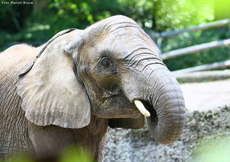 Afrikanischer Elefant im Zoo Wuppertal im September 2008 (Foto Marion Bruse)