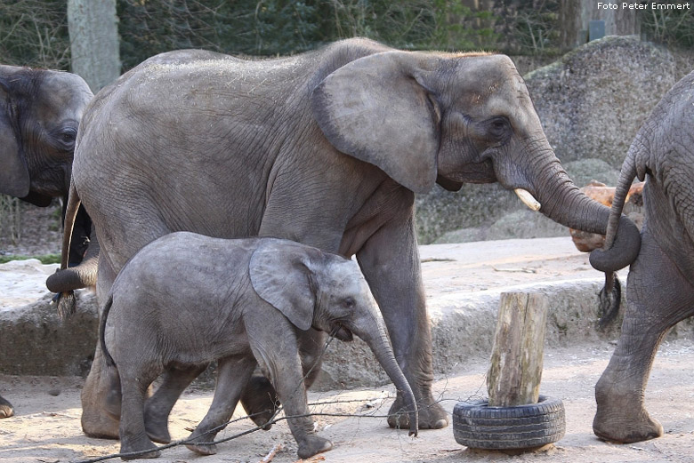Afrikanische Elefanten im Zoologischen Garten Wuppertal im Januar 2009 (Foto Peter Emmert)