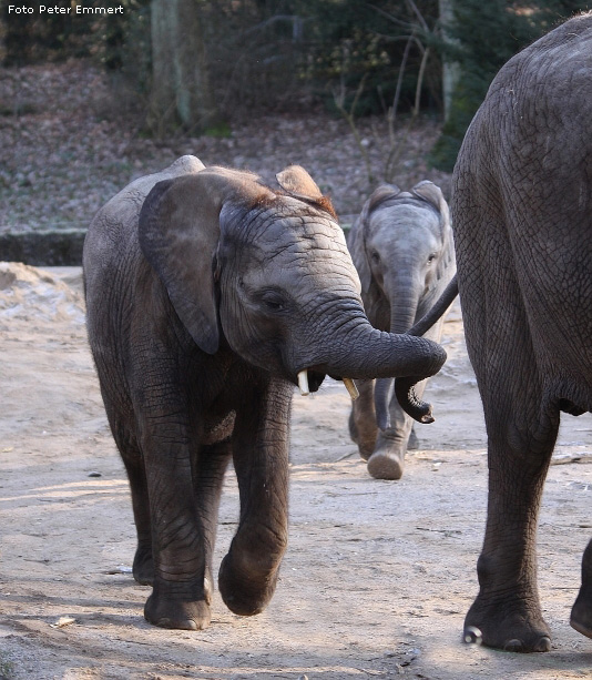 Afrikanische Elefanten im Wuppertaler Zoo im Januar 2009 (Foto Peter Emmert)