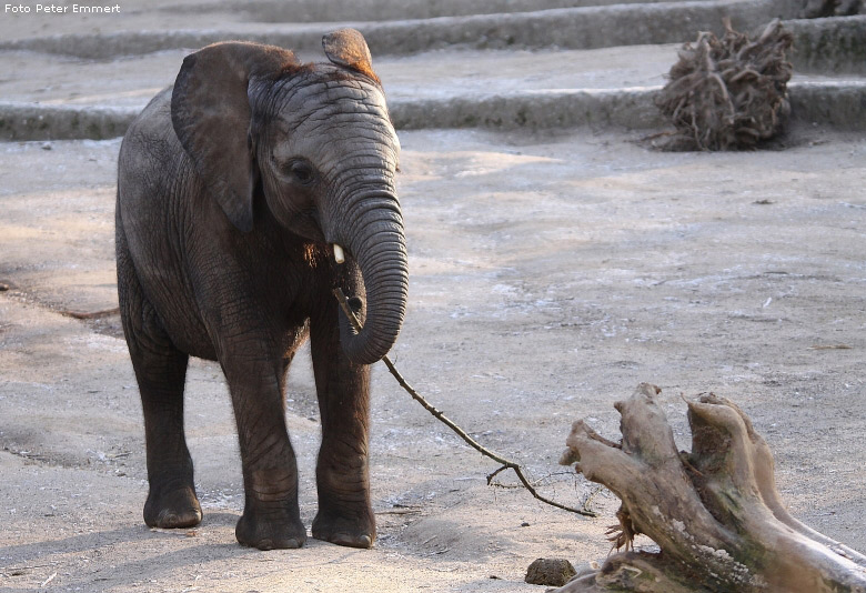 Afrikanischer Elefant im Wuppertaler Zoo im Januar 2009 (Foto Peter Emmert)