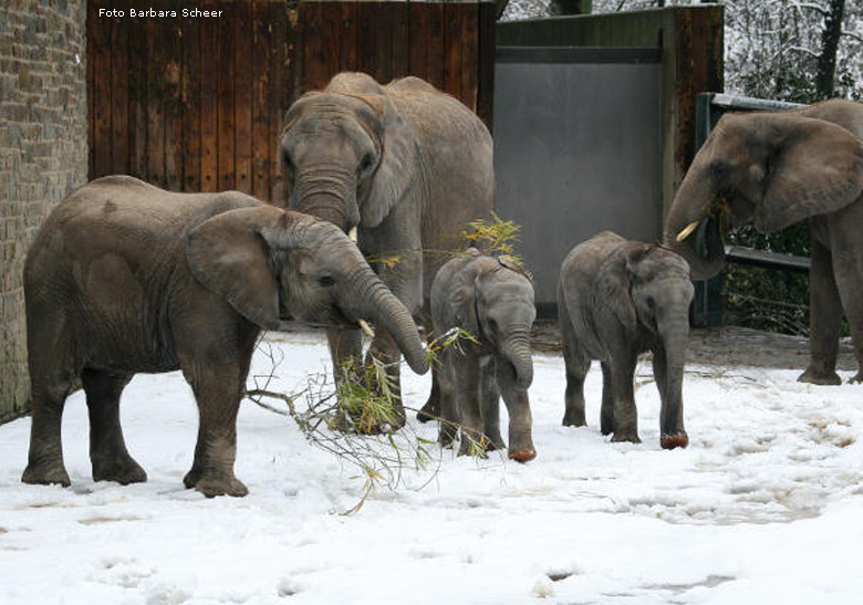 Elefantenspaß im Schnee im Zoo Wuppertal im Dezember 2008 (Foto Barbara Scheer)