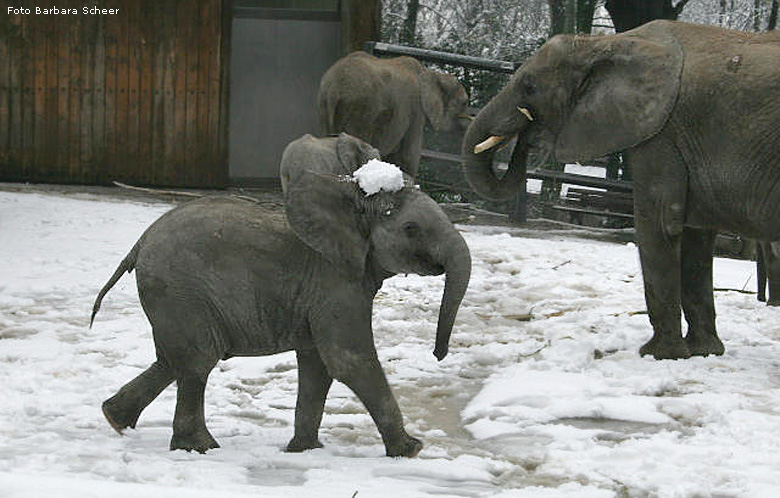 Elefantenspaß im Schnee im Zoologischen Garten Wuppertal im Dezember 2008 (Foto Barbara Scheer)
