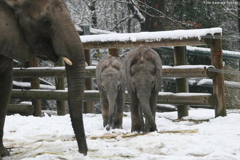 Elefantenspaß im Schnee im Wuppertaler Zoo im Dezember 2008 (Foto Barbara Scheer)