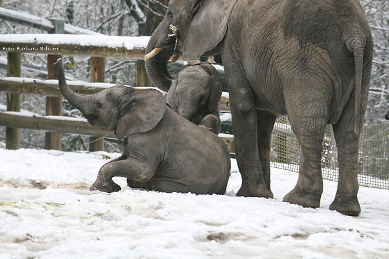 Elefantenspaß im Schnee im Zoologischen Garten Wuppertal im Dezember 2008 (Foto Barbara Scheer)