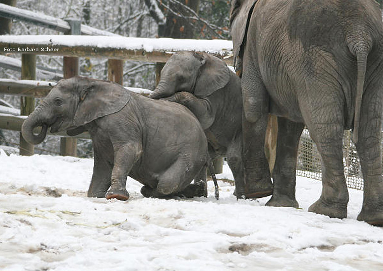 Elefantenspaß im Schnee im Zoo Wuppertal im Dezember 2008 (Foto Barbara Scheer)