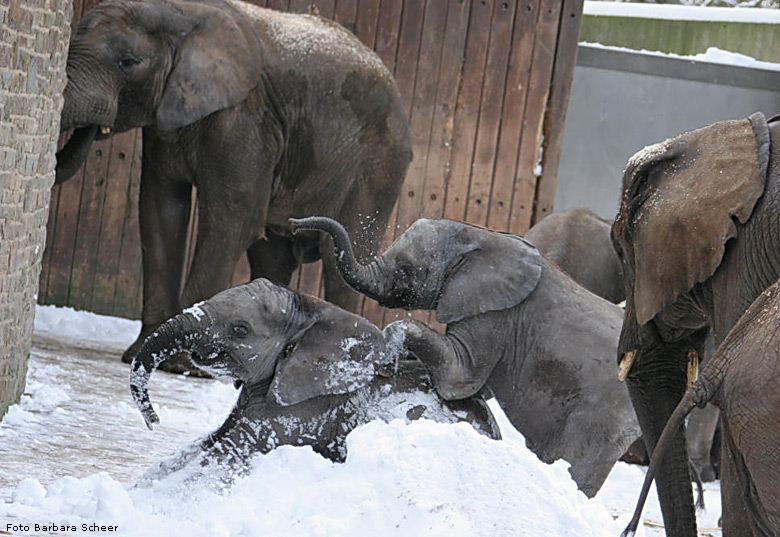 Elefanten im Schnee im Zoologischen Garten Wuppertal im Januar 2009 (Foto Barbara Scheer)