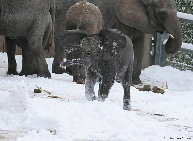 Elefanten im Schnee im Zoo Wuppertal im Januar 2009 (Foto Barbara Scheer)