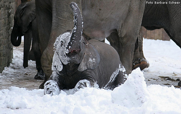 Elefanten im Schnee im Wuppertaler Zoo im Januar 2009 (Foto Barbara Scheer)