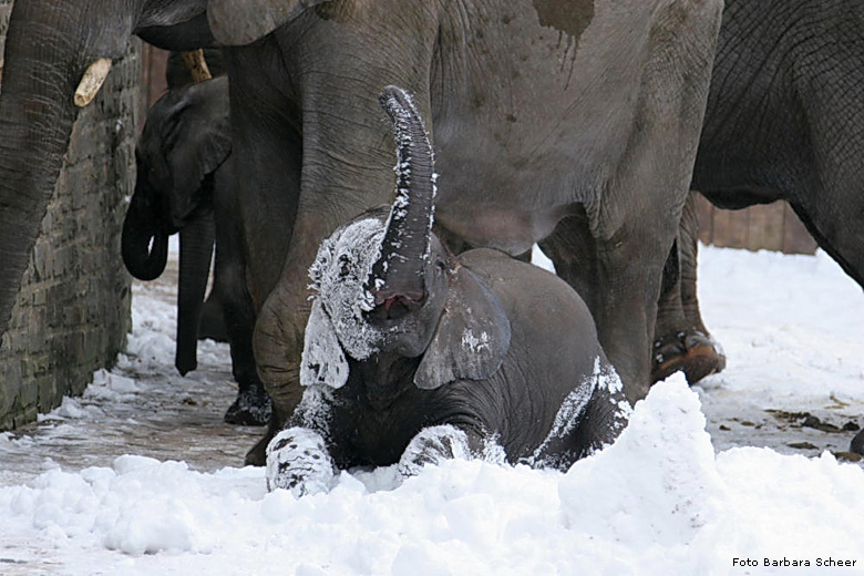 Elefanten im Schnee im Wuppertaler Zoo im Januar 2009 (Foto Barbara Scheer)