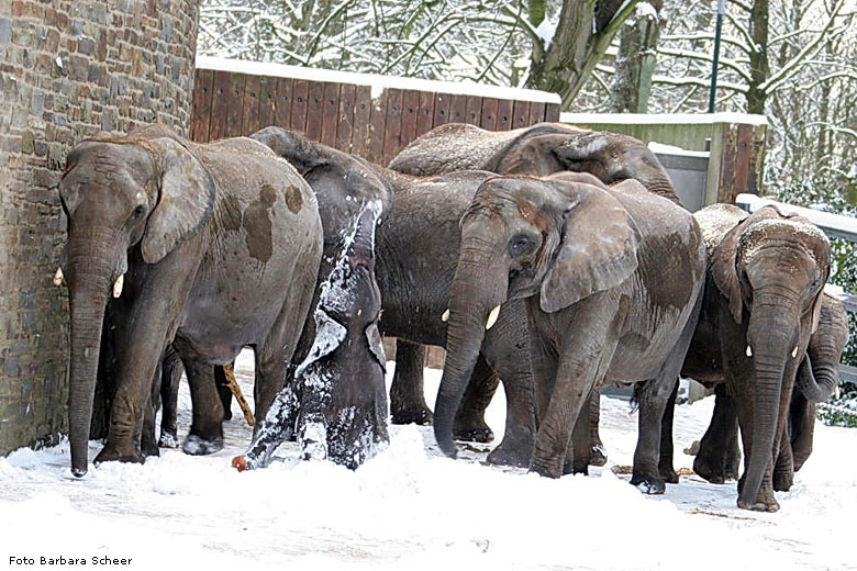 Elefanten im Schnee im Zoologischen Garten Wuppertal im Januar 2009 (Foto Barbara Scheer)