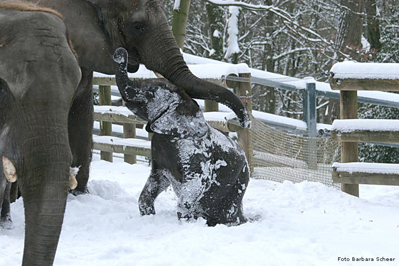Elefanten im Schnee im Zoo Wuppertal im Januar 2009 (Foto Barbara Scheer)