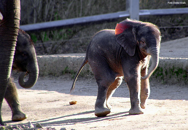 Das Elefanten-Baby "Tamo" im Februar 2008 im Zoologischen Garten Wuppertal (Foto Dieter Kraß)