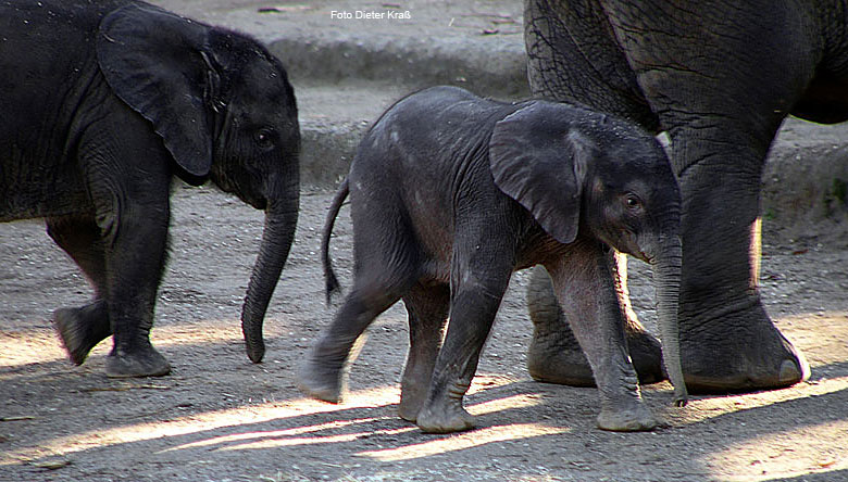 Das Elefanten-Baby "Tamo" im Februar 2008 im Zoo Wuppertal (Foto Dieter Kraß)