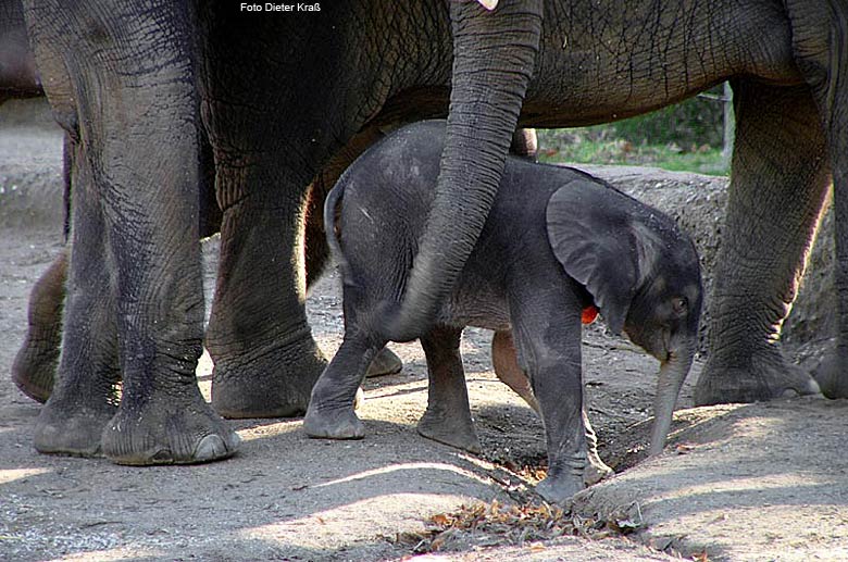 Das Elefanten-Baby "Tamo" im Februar 2008 im Zoologischen Garten Wuppertal (Foto Dieter Kraß)