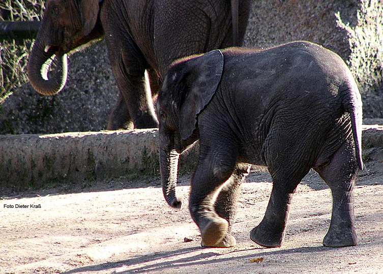 Das Elefanten-Baby "Tamo" im Februar 2008 im Wuppertaler Zoo (Foto Dieter Kraß)