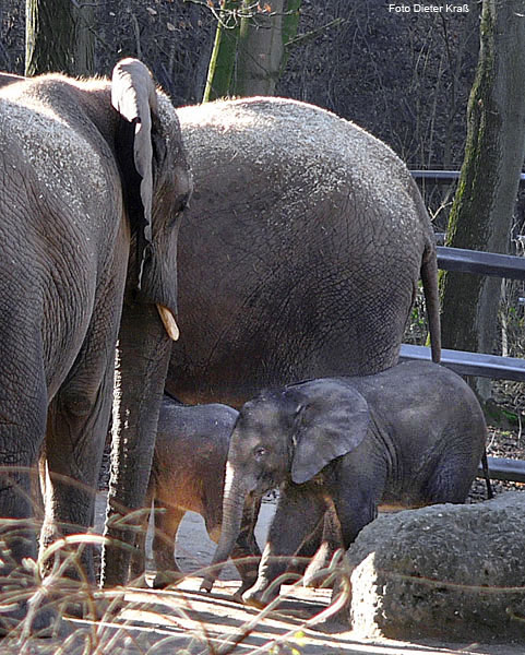 Das Elefanten-Baby "Tamo" im Februar 2008 im Zoo Wuppertal (Foto Dieter Kraß)