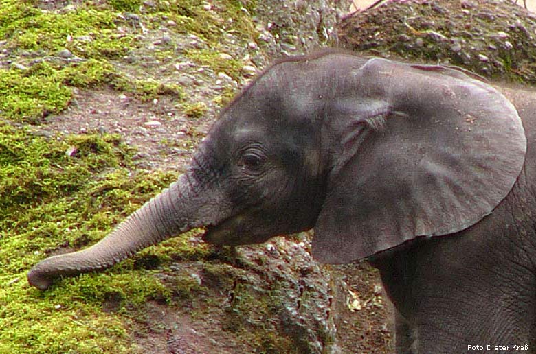 Das Elefanten-Baby "Tamo" 2008 im Zoologischen Garten Wuppertal (Foto Dieter Kraß)