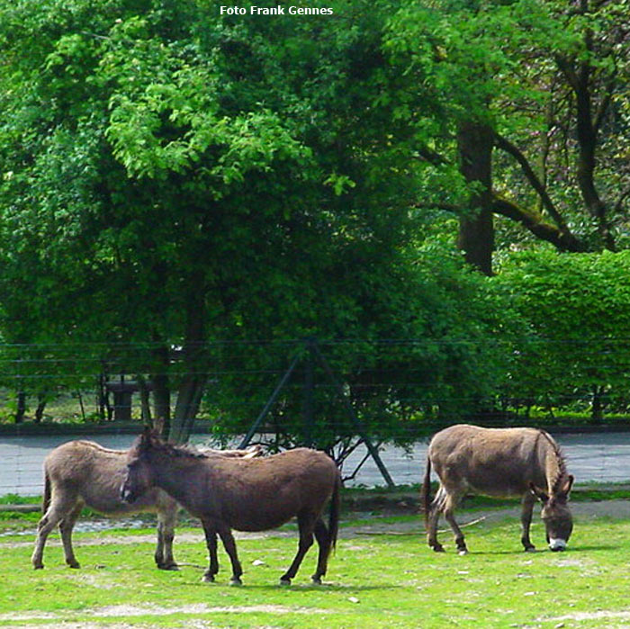 Hausesel im Wuppertaler Zoo im Mai 2008 (Foto Frank Gennes)