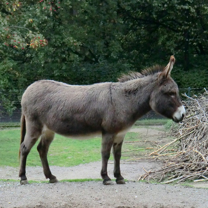 Hausesel im Wuppertaler Zoo im Oktober 2013