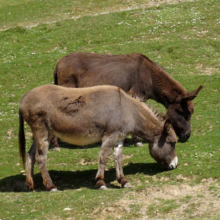 Hausesel im Wuppertaler Zoo im Mai 2015