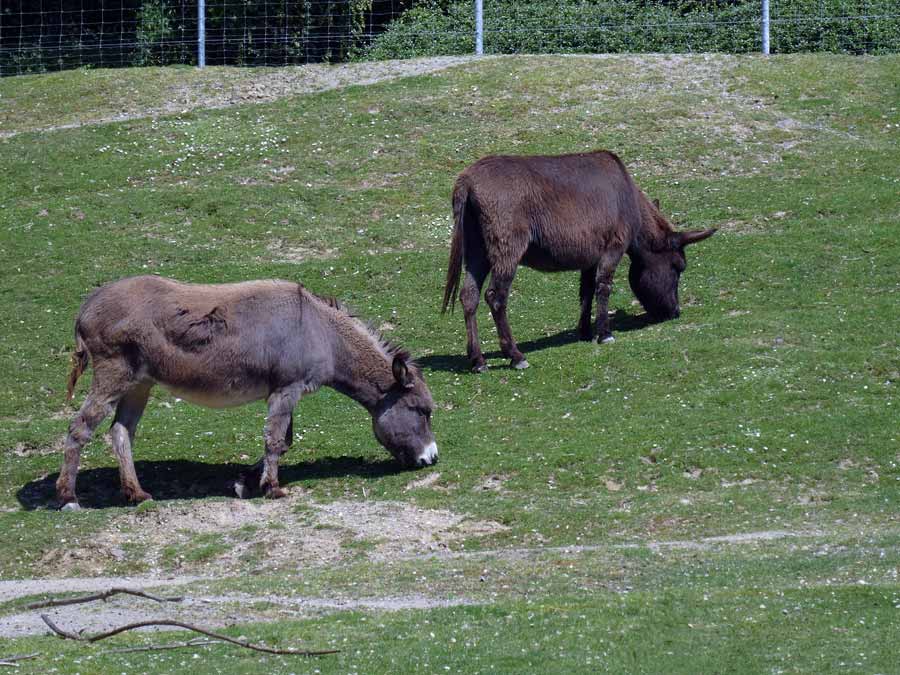 Afrikanische Esel (Hausesel) im Zoologischen Garten Wuppertal im Mai 2015