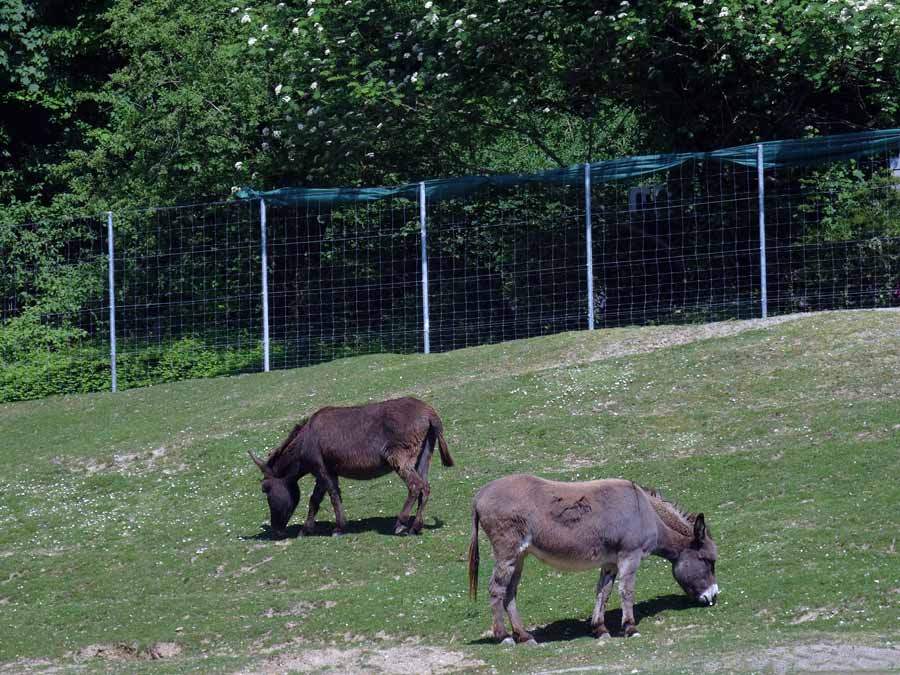 Afrikanische Esel (Hausesel) im Grünen Zoo Wuppertal im Mai 2015
