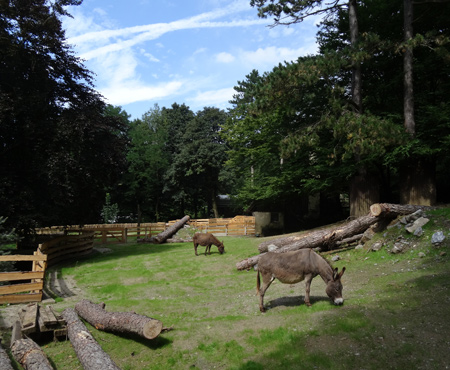 Afrikanische Esel am 11. August 2015 auf der noch unfertigen Streichelwiese im Grünen Zoo Wuppertal