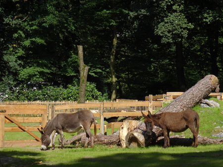 Afrikanische Hausesel im September 2015 auf der neuen Streichelwiese im Wuppertaler Zoo
