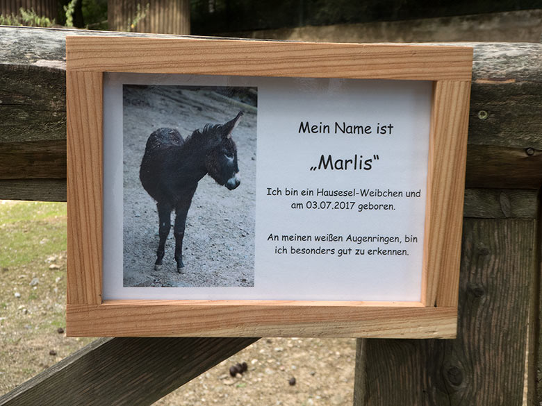 Namentliche Ausschilderung des Hausesels MARLIS am 1. September 2018 im Wuppertaler Zoo
