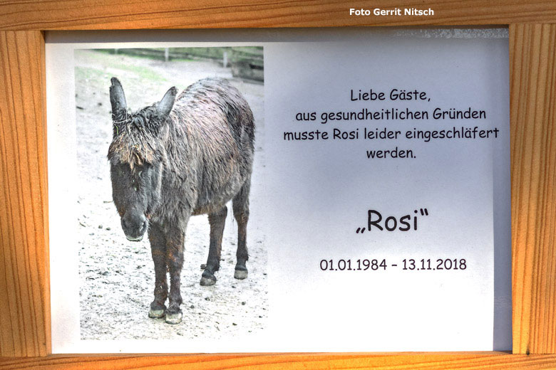 Information am 15. November 2018 zum Tod der Afrikanischen Eselin ROSI im Grünen Zoo Wuppertal (Foto Gerrit Nitsch)