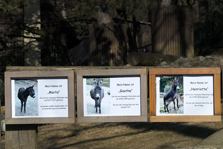 Informationen zu den drei Hauseselinnen MARLIS, GOETHE und HENRIETTE am 11. März 2022 an der Außenanlage am JuniorZoo im Grünen Zoo Wuppertal
