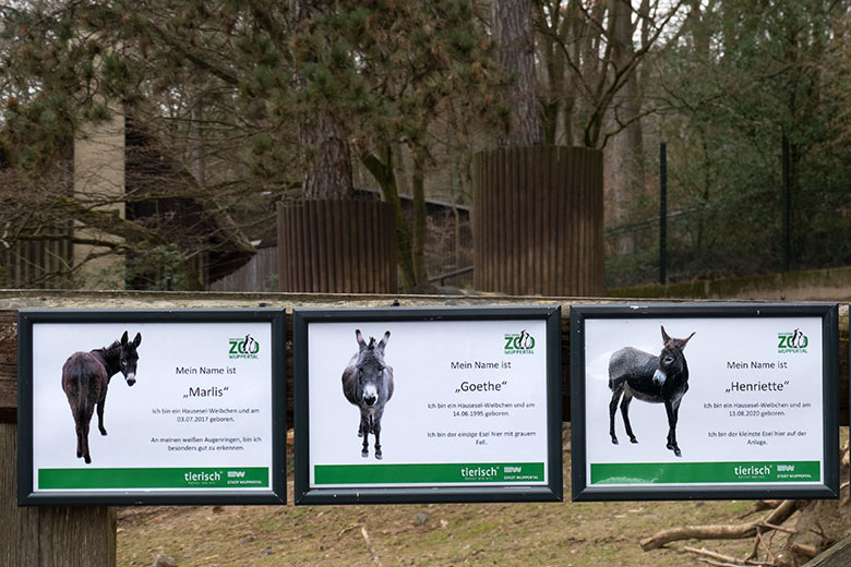 Informationen zu den drei Hauseselinnen MARLIS, GOETHE und HENRIETTE am 11. März 2022 an der Außenanlage am JuniorZoo im Grünen Zoo Wuppertal