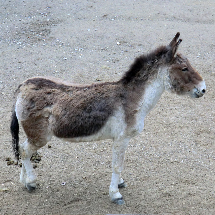 Kiang Stute im Wuppertaler Zoo im April 2011