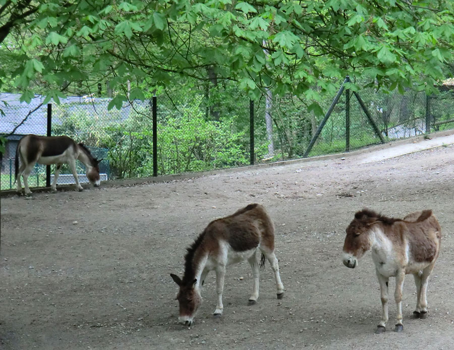 Kiangs im Zoologischen Garten Wuppertal im April 2011