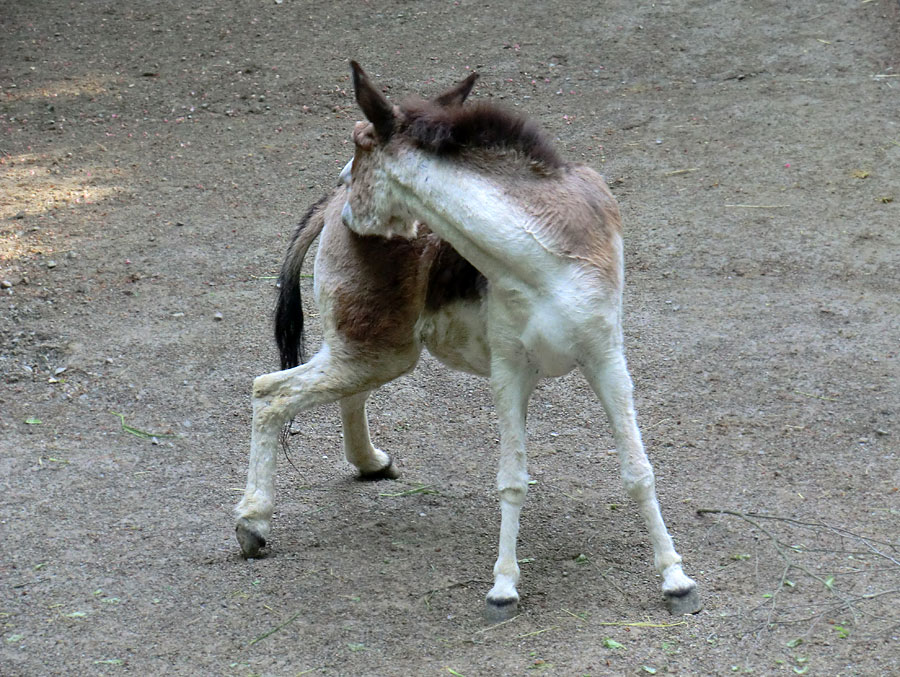 Kiangs im Wuppertaler Zoo im April 2011