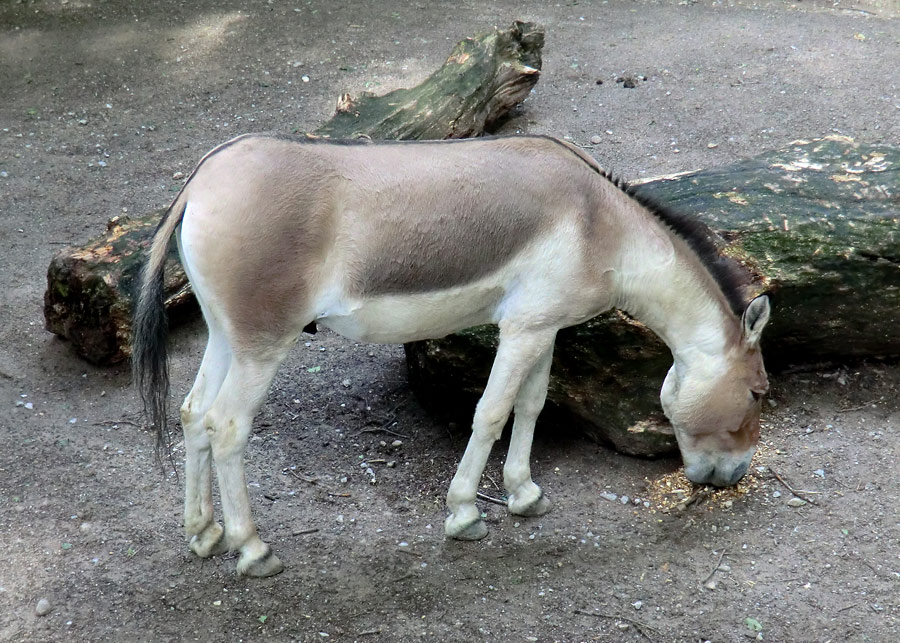 Kiang Hengst im Zoo Wuppertal im Juni 2011