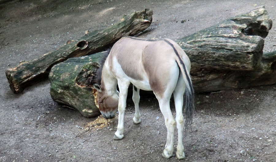 Kianghengst im Zoologischen Garten Wuppertal im Dezember 2011