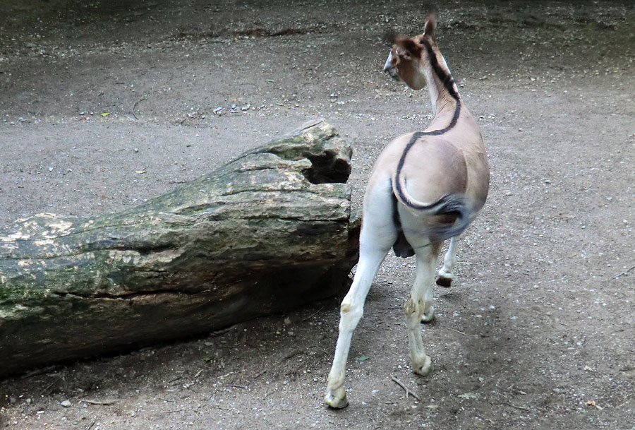 Kiang Hengst im Wuppertaler Zoo im Dezember 2011